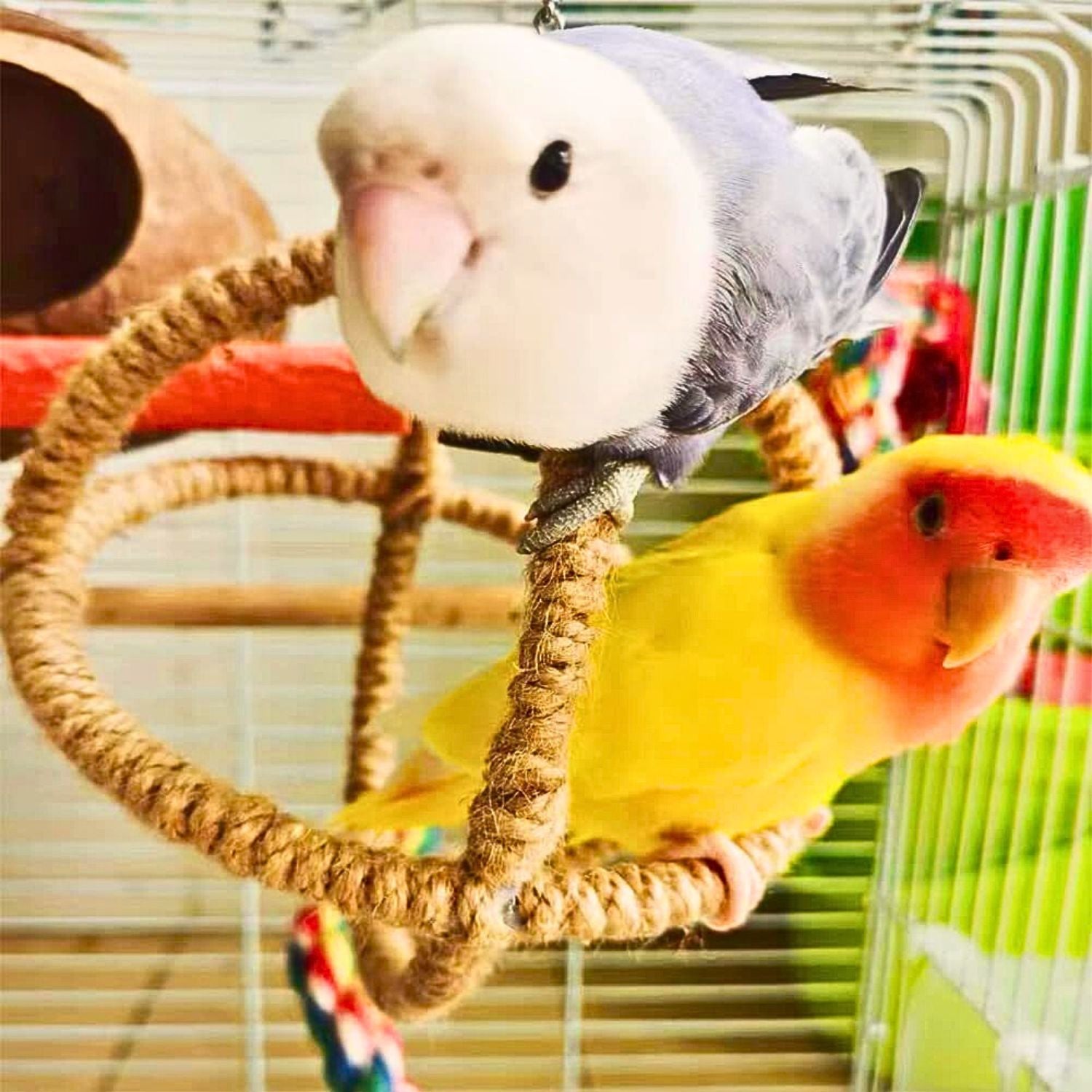 Vogels Hennep Touw Ring twee vogels op ring